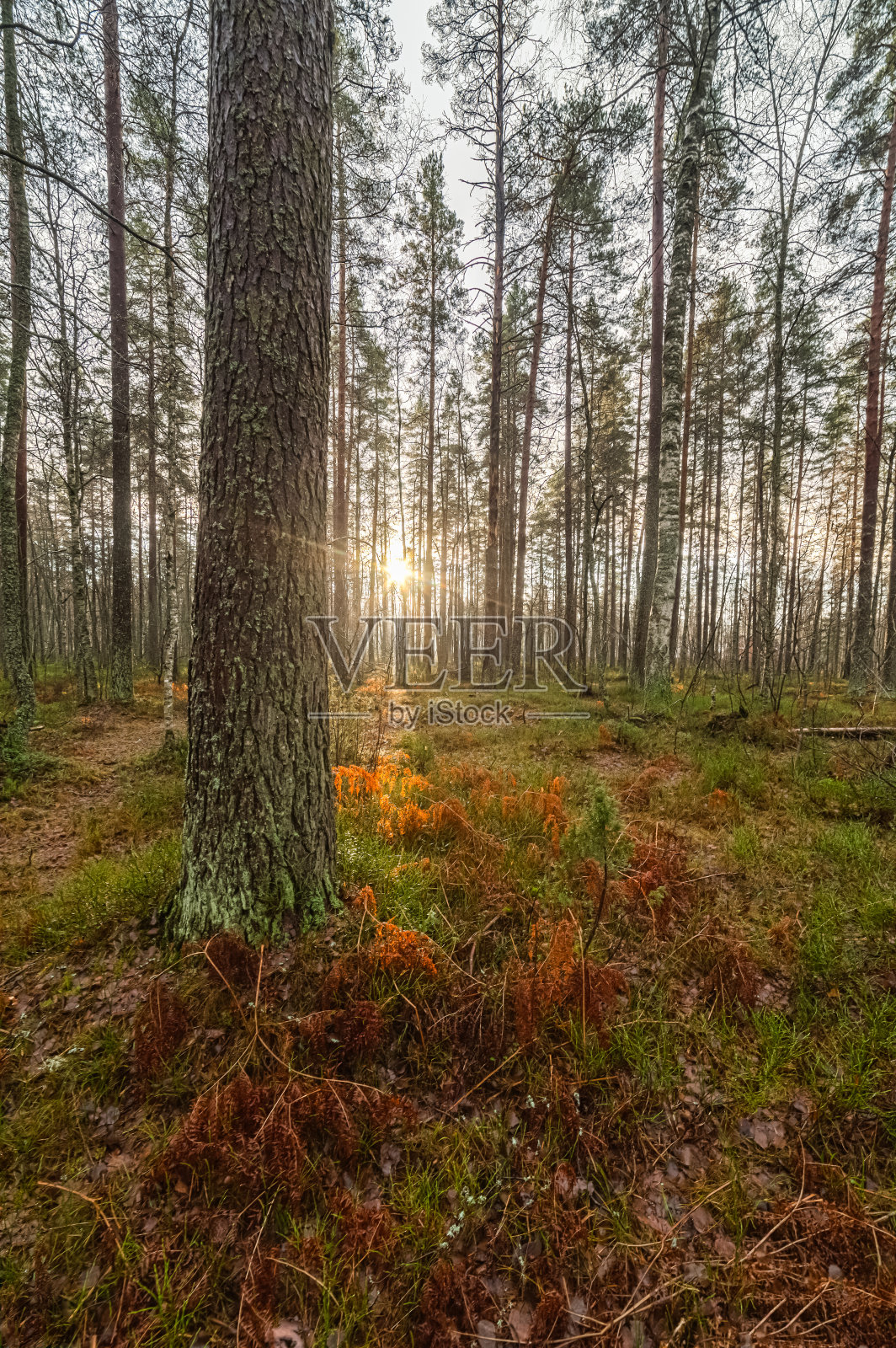 阳光洒在秋日的树林里。照片摄影图片