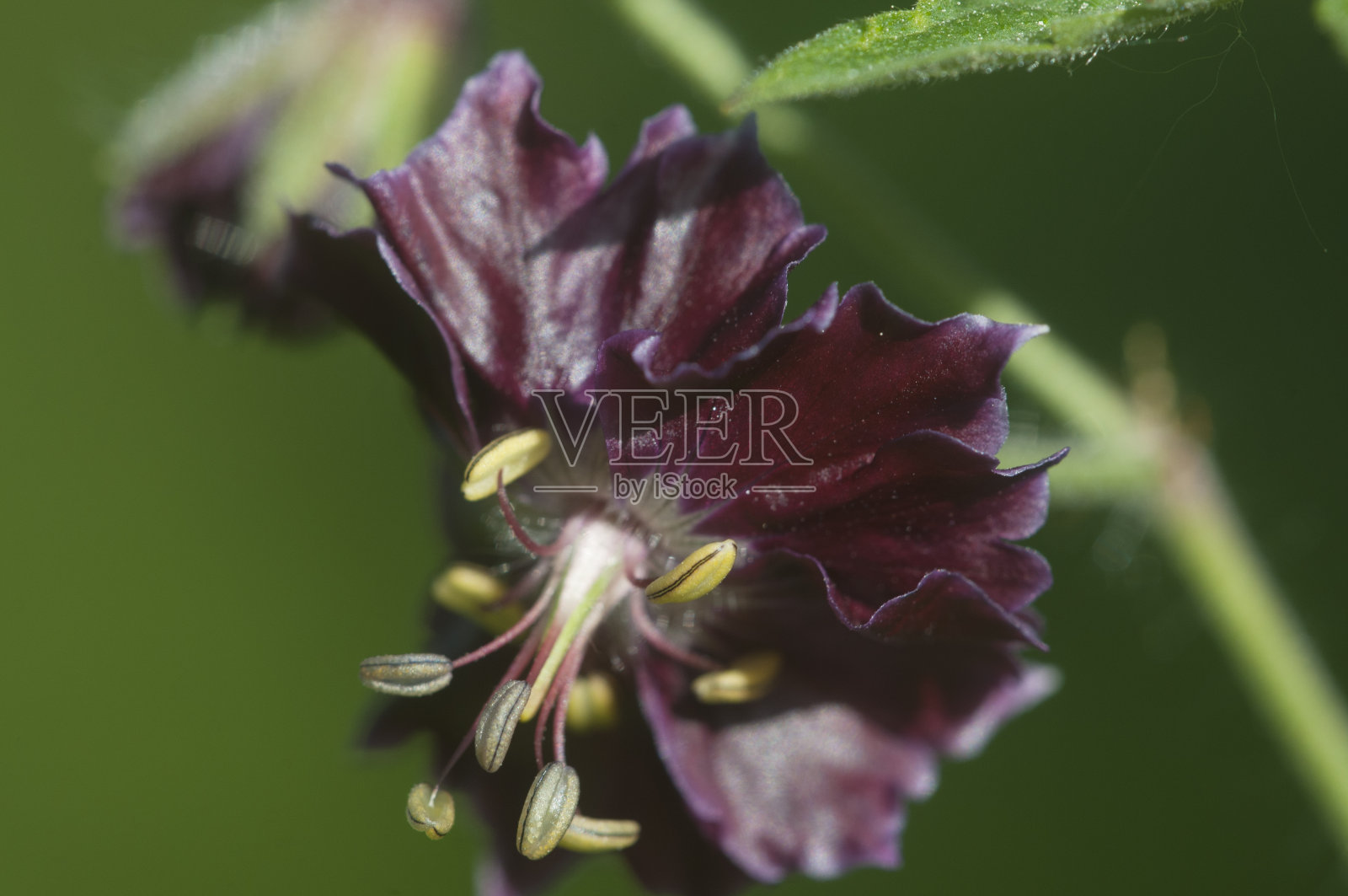 花园天竺葵(天竺葵)花照片摄影图片