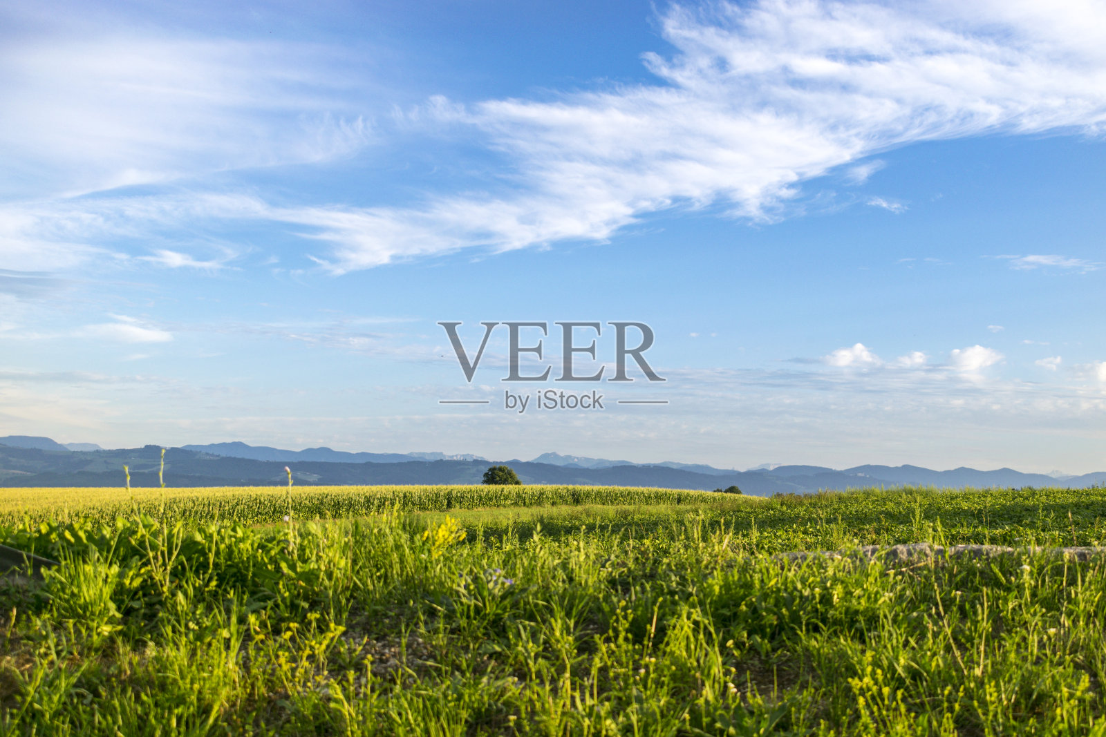 阳光明媚的日子里，蓝天绿草如茵照片摄影图片