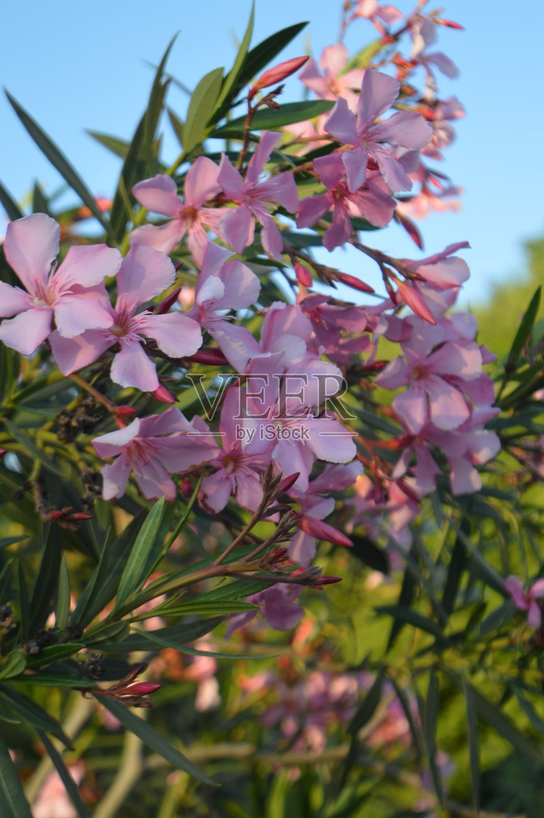 莫斯科高尔基公园的开花灌木照片摄影图片