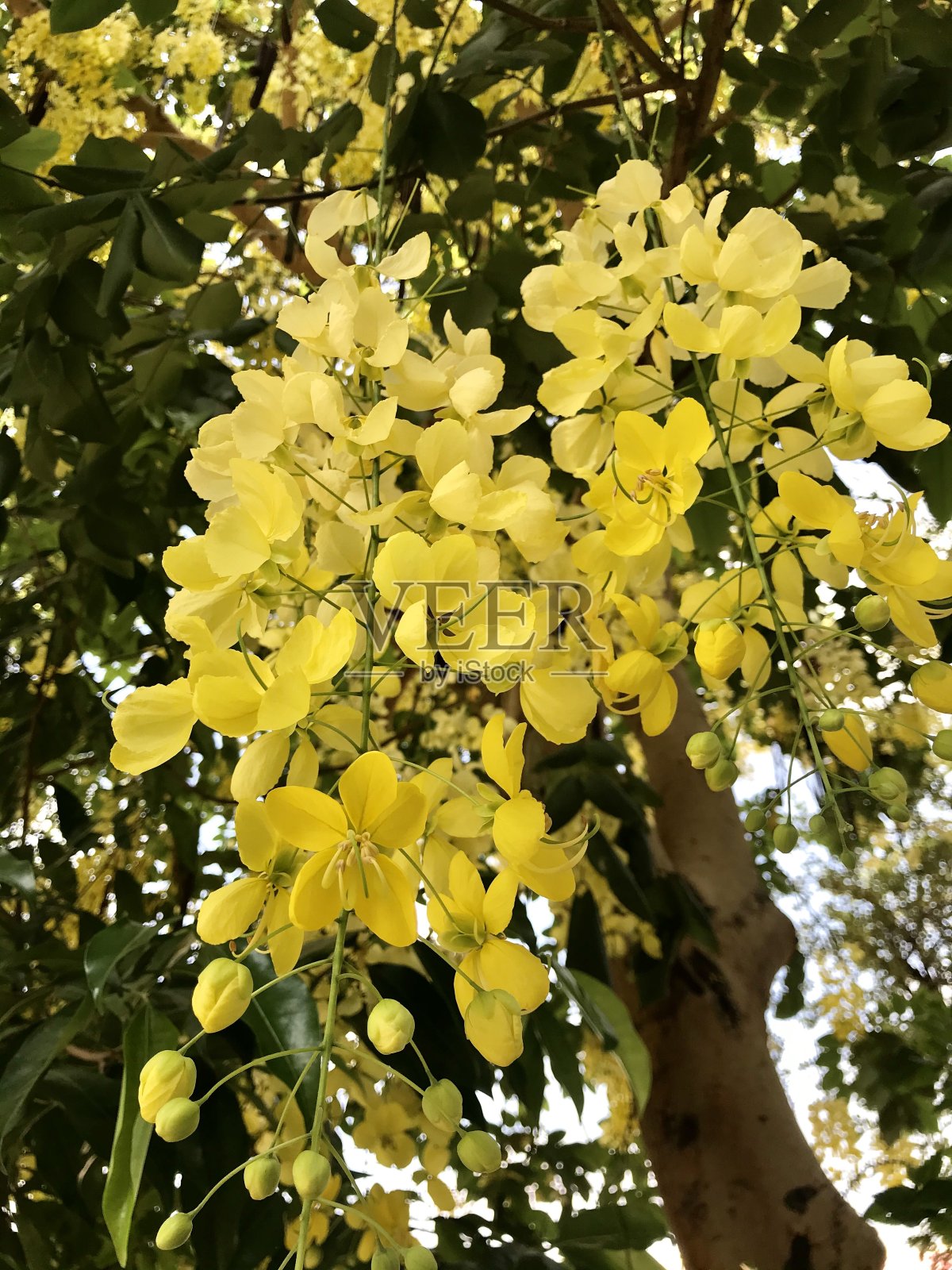 金色淋浴树花照片摄影图片