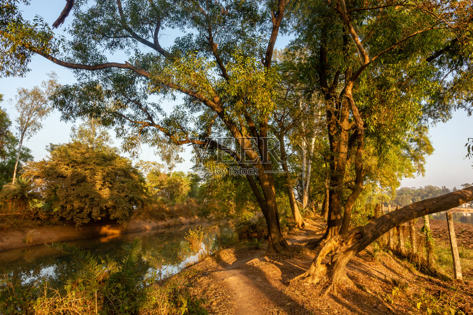 河边的树照片摄影图片