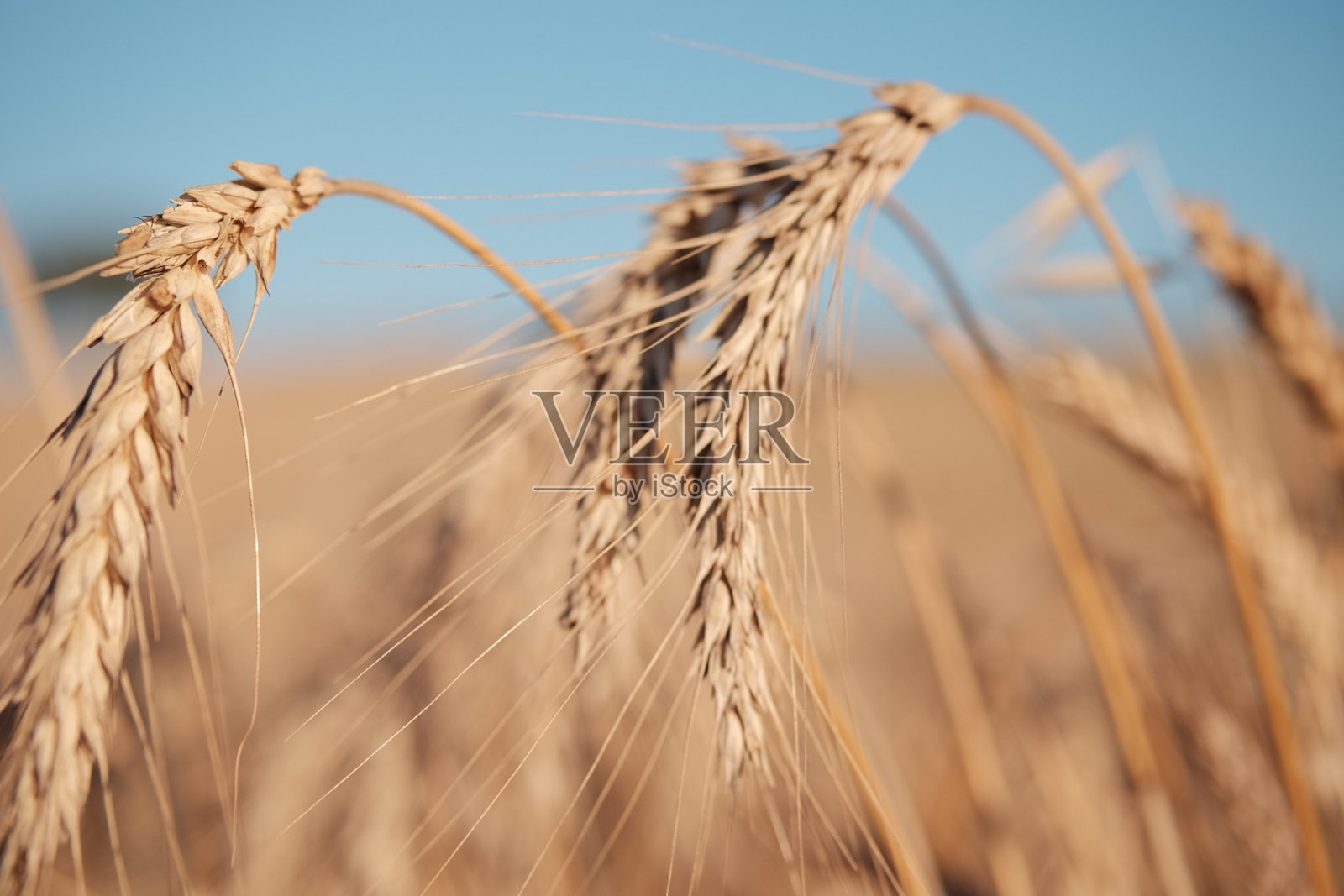 小麦在田里生长照片摄影图片