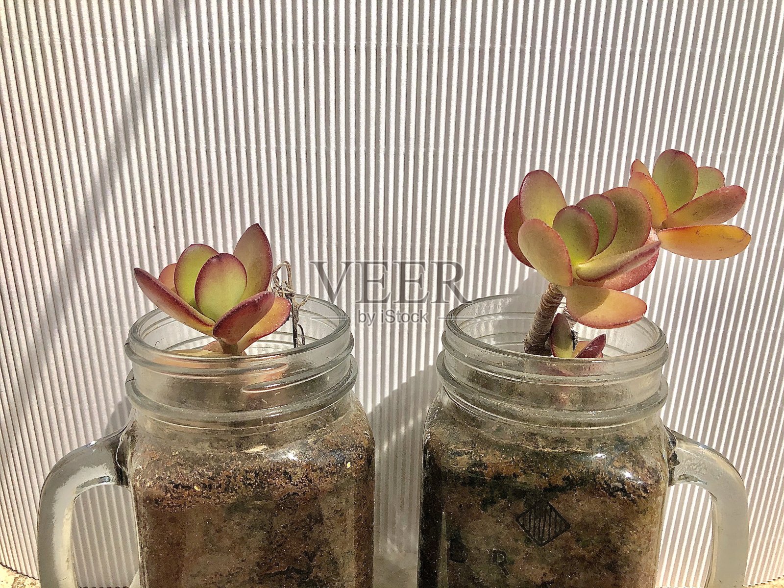 这对恋人种下了植物照片摄影图片