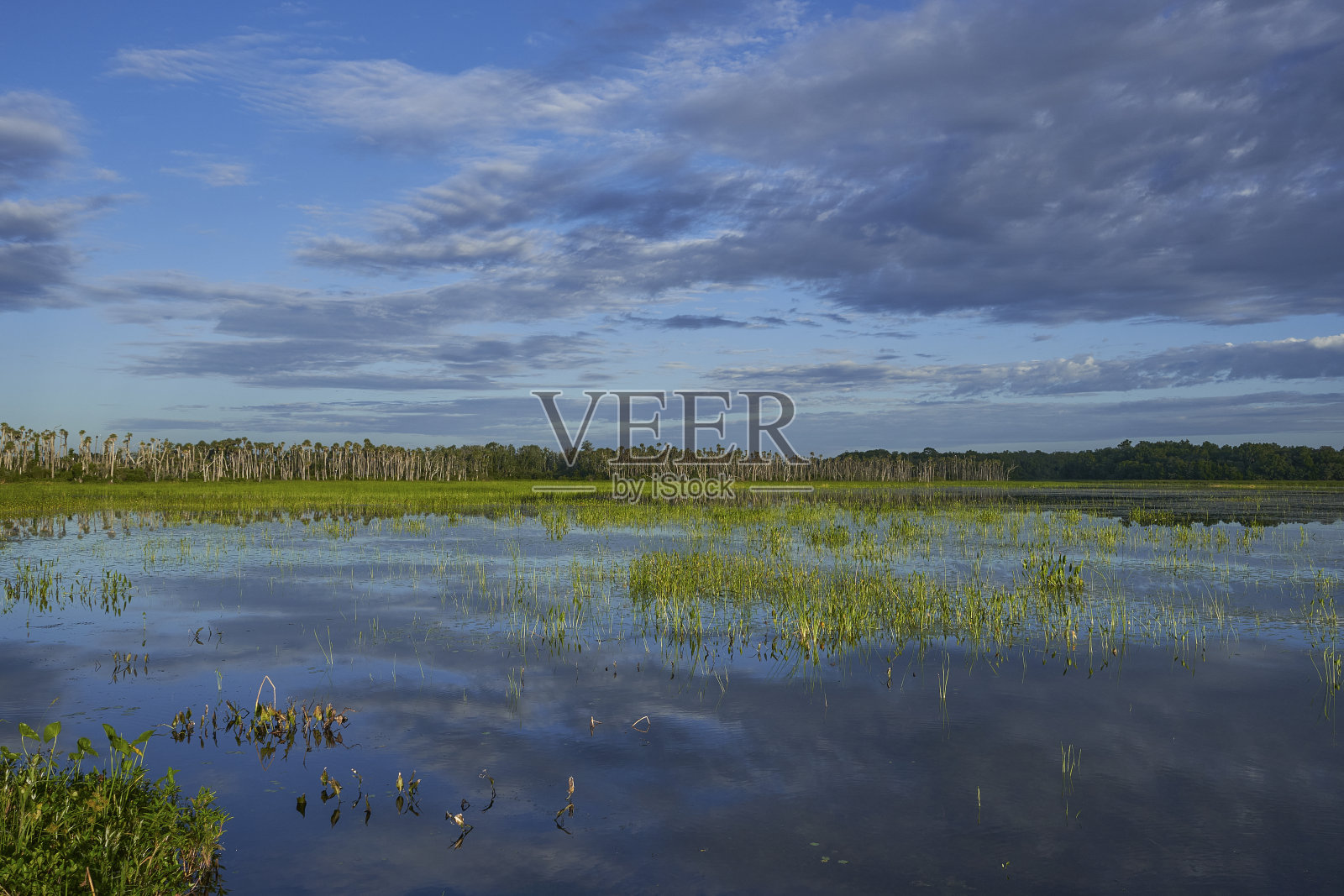 令人叹为观止的奥兰多湿地公园在一个充满活力的日出在美国佛罗里达中部照片摄影图片
