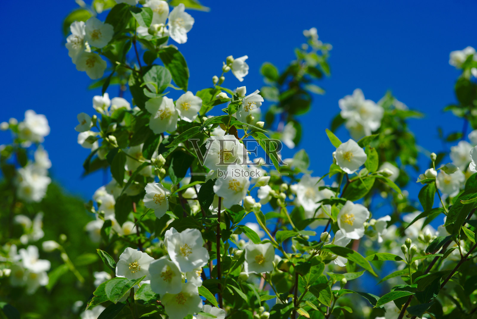 Seringat的白色花朵照片摄影图片
