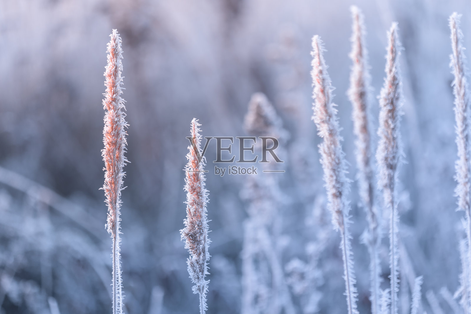 摘要天然本底为霜冻植物照片摄影图片