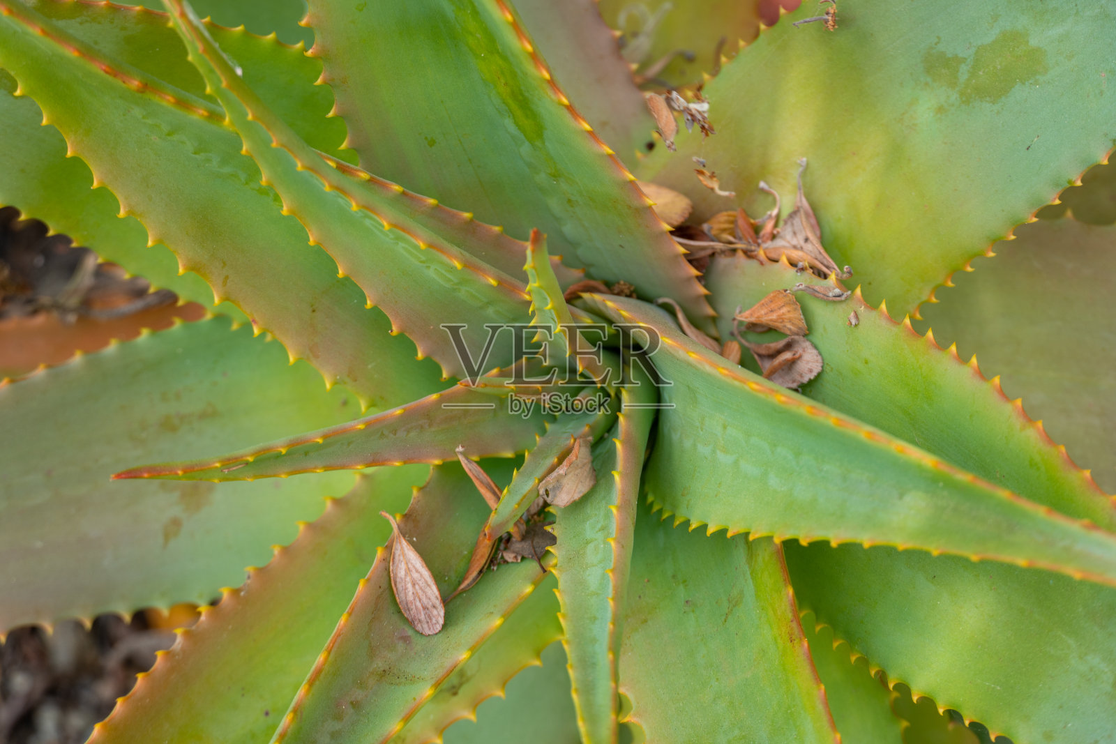 红火钳，芦荟，南非芦荟科照片摄影图片