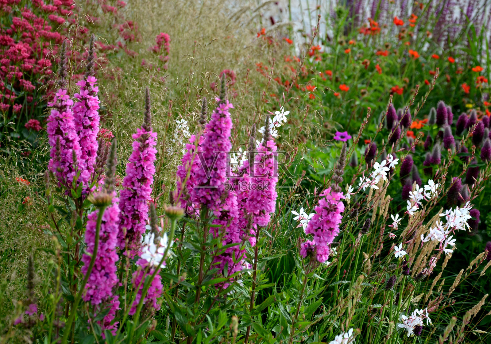 夏末时，它们明显地开花了。小的石lythrum salicaria紫色花由长耳朵组成，直到非常大的开花，生长在潮湿的环境下，在阳光或部分荫凉照片摄影图片