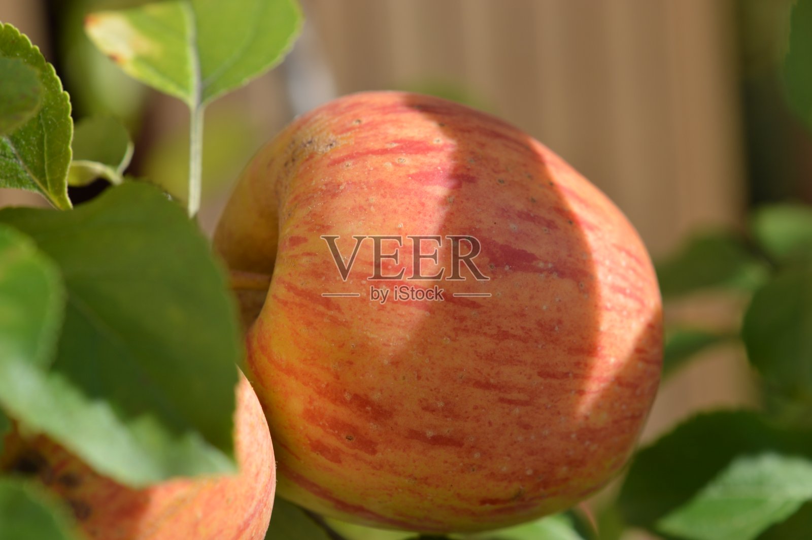 苹果照片摄影图片