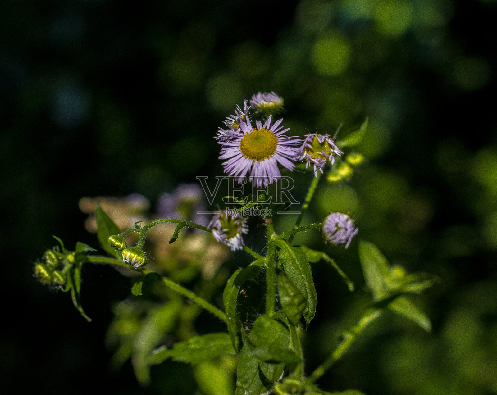 绿色的愿景照片摄影图片