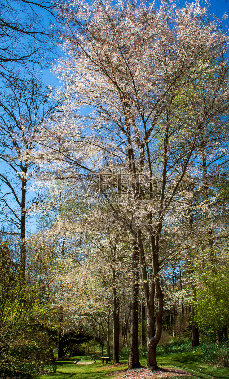 郁郁葱葱的美丽照片摄影图片