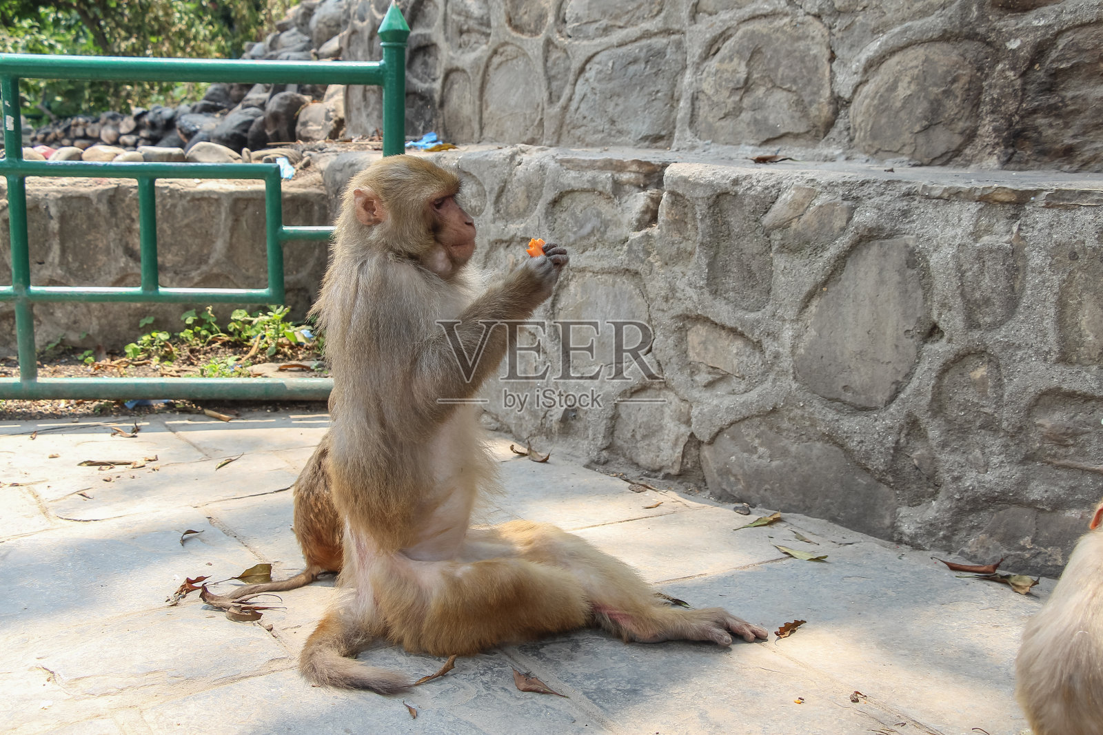猕猴和胡萝卜照片摄影图片