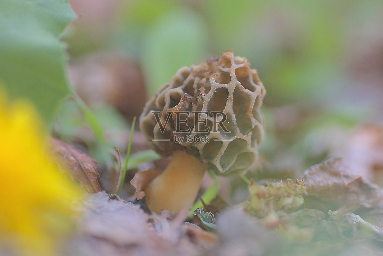 阿米加萨塔克照片摄影图片