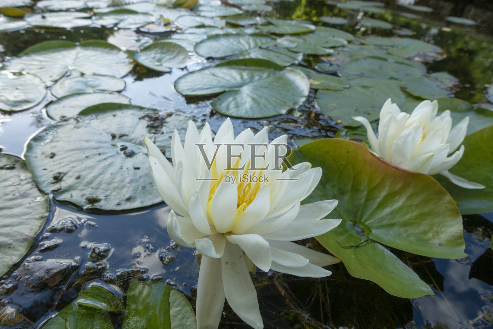 睡莲照片摄影图片