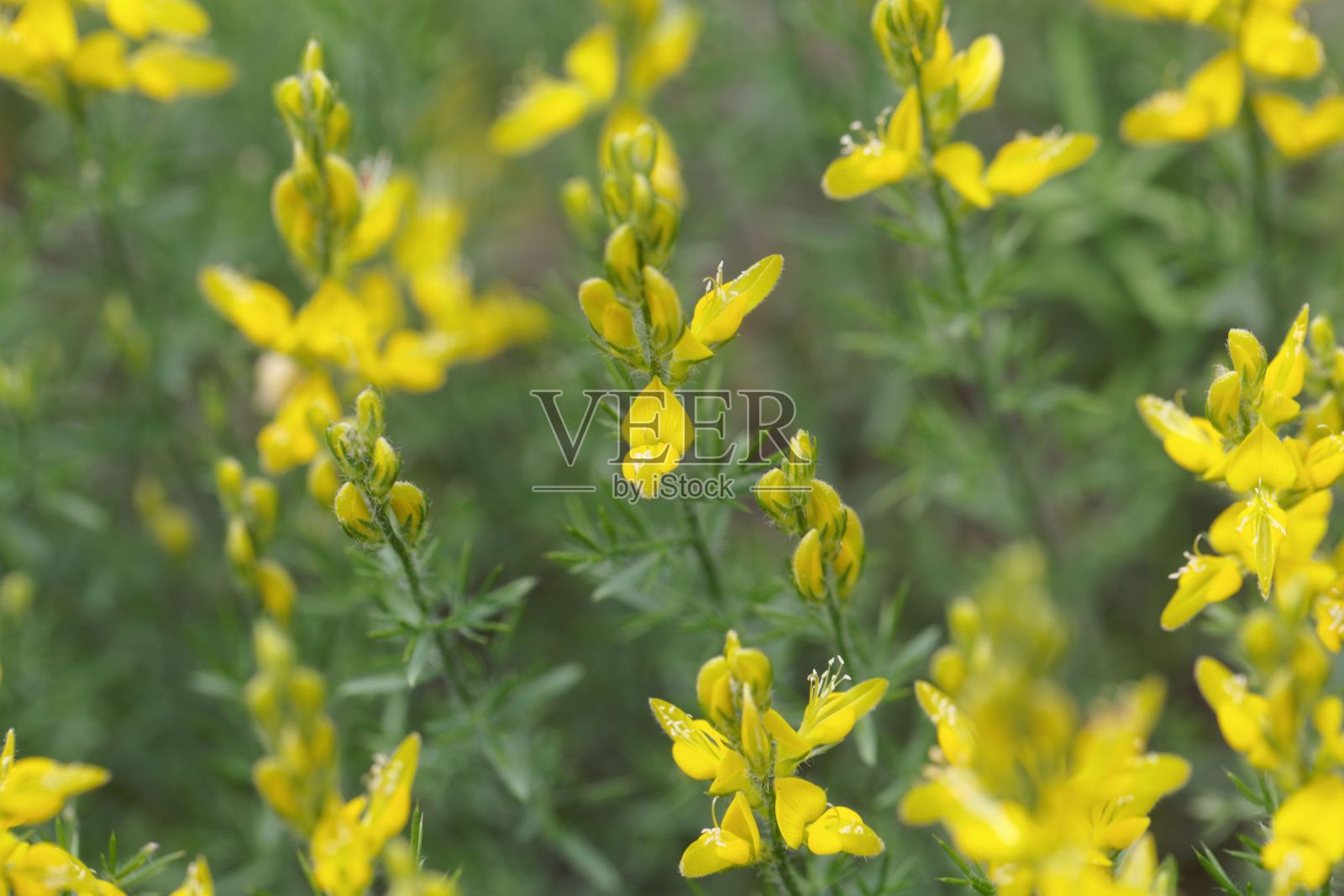 金雀花，金雀花照片摄影图片