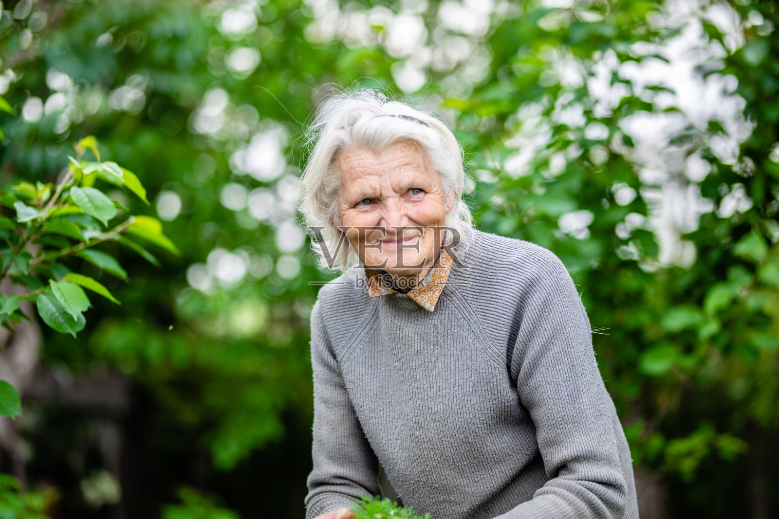 一位老妇人正在花园里采摘芹菜照片摄影图片