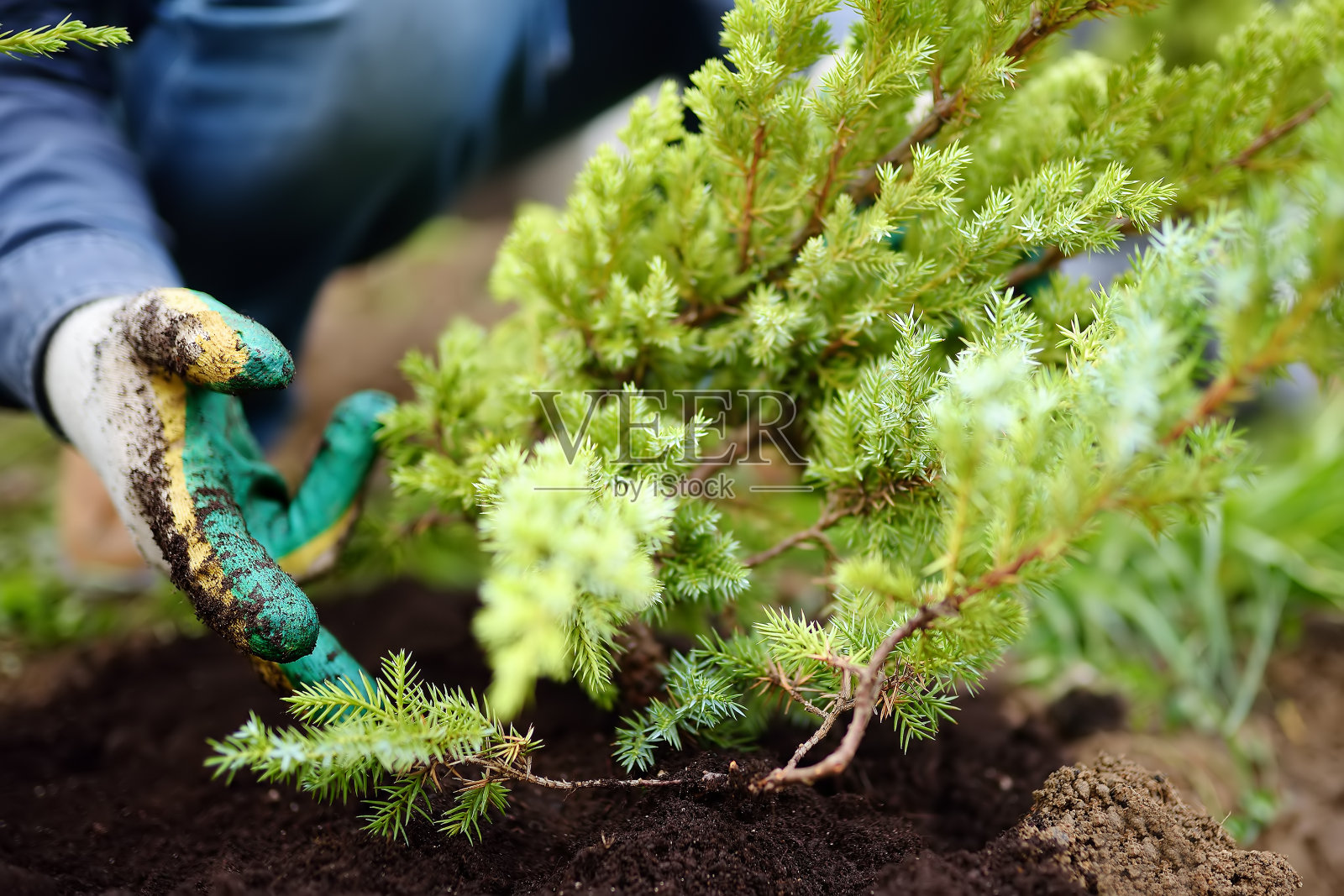 园丁在院子里种杜松。季节性的园艺工作。景观设计。景观。照片摄影图片