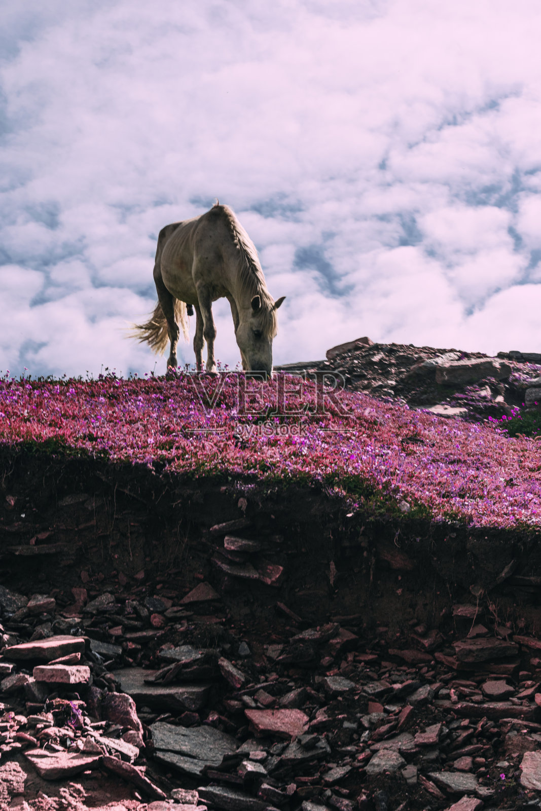 骏马在吃饭照片摄影图片