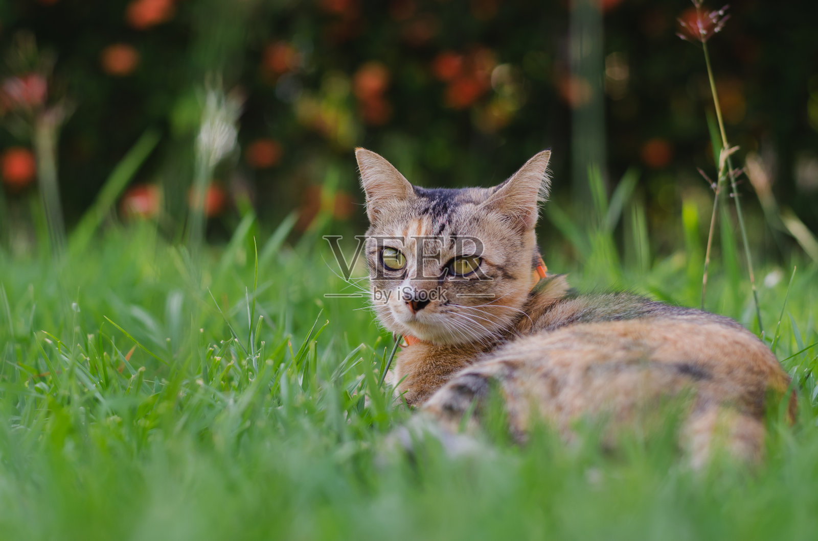 可爱的豹纹猫放松在草地上。照片摄影图片