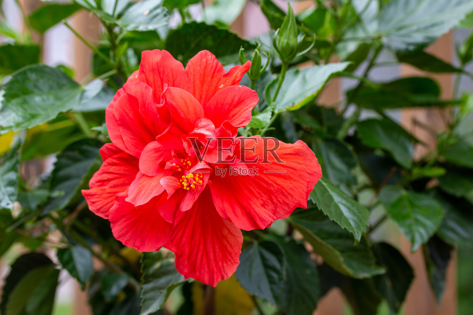 近距离观看一个户外盆栽红色盛开的双木槿照片摄影图片