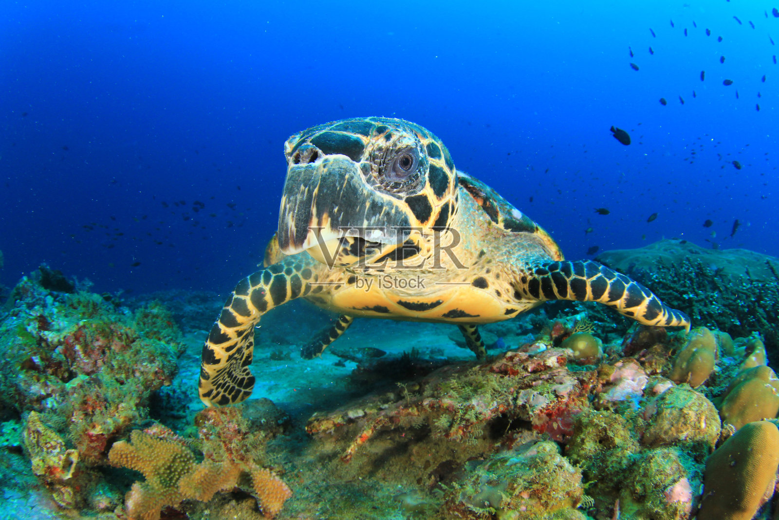玳瑁海龟正在进食照片摄影图片