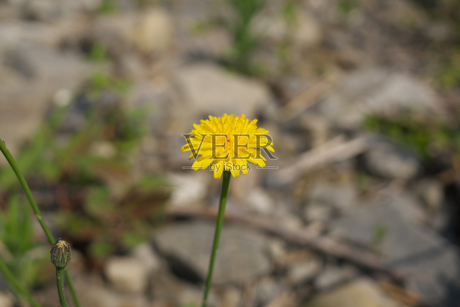 只开一朵的黄色蒲公英照片摄影图片