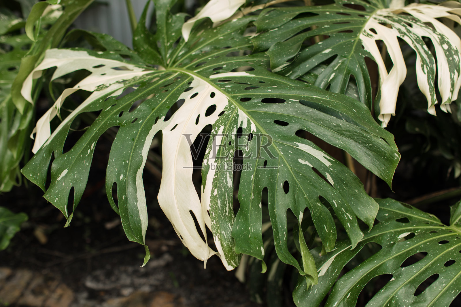 稀有的热带白色斑纹'Albo' Monstera Deliciosa '瑞士奶酪植物'植物叶子照片摄影图片