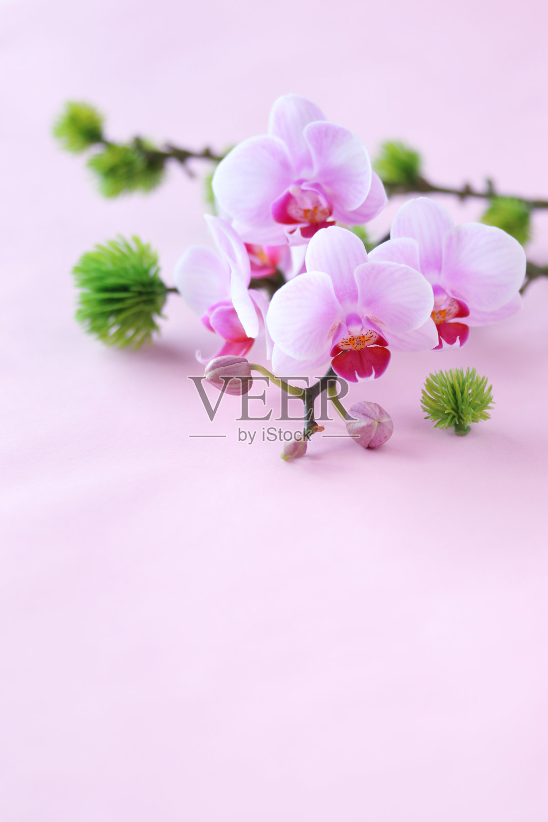 松树和蝴蝶兰照片摄影图片