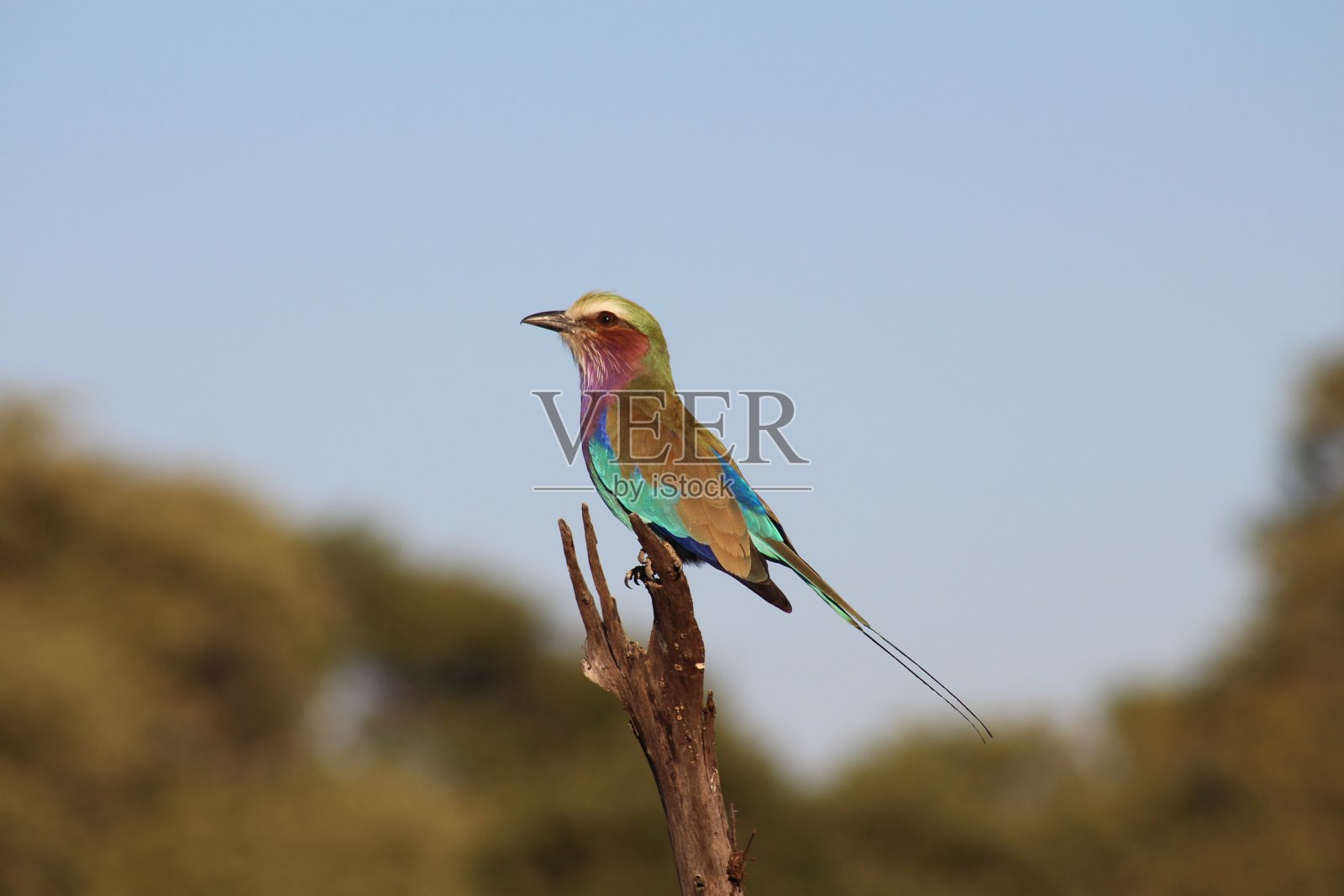 Lilac-breasted辊鸟照片摄影图片