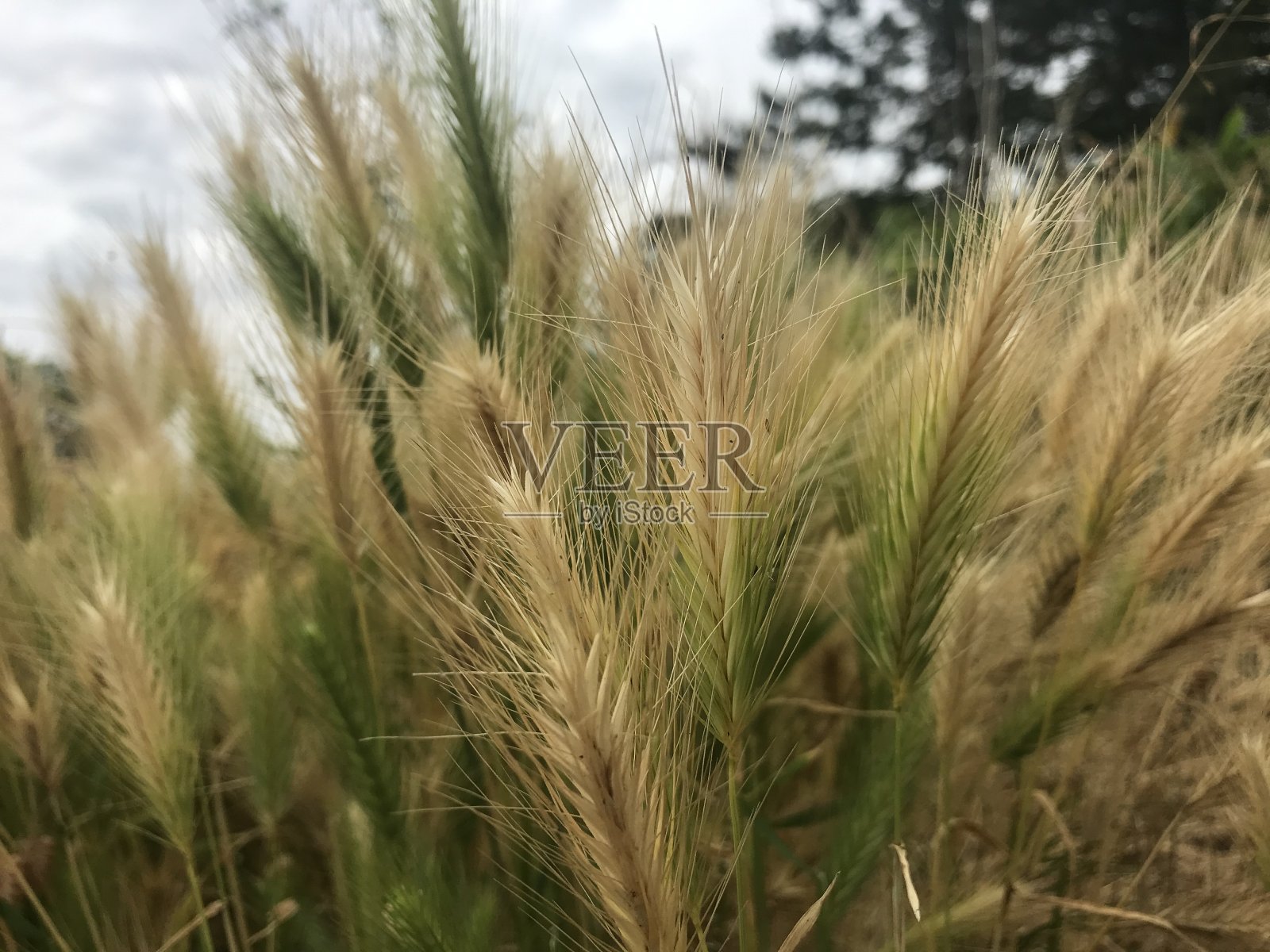 植物照片摄影图片