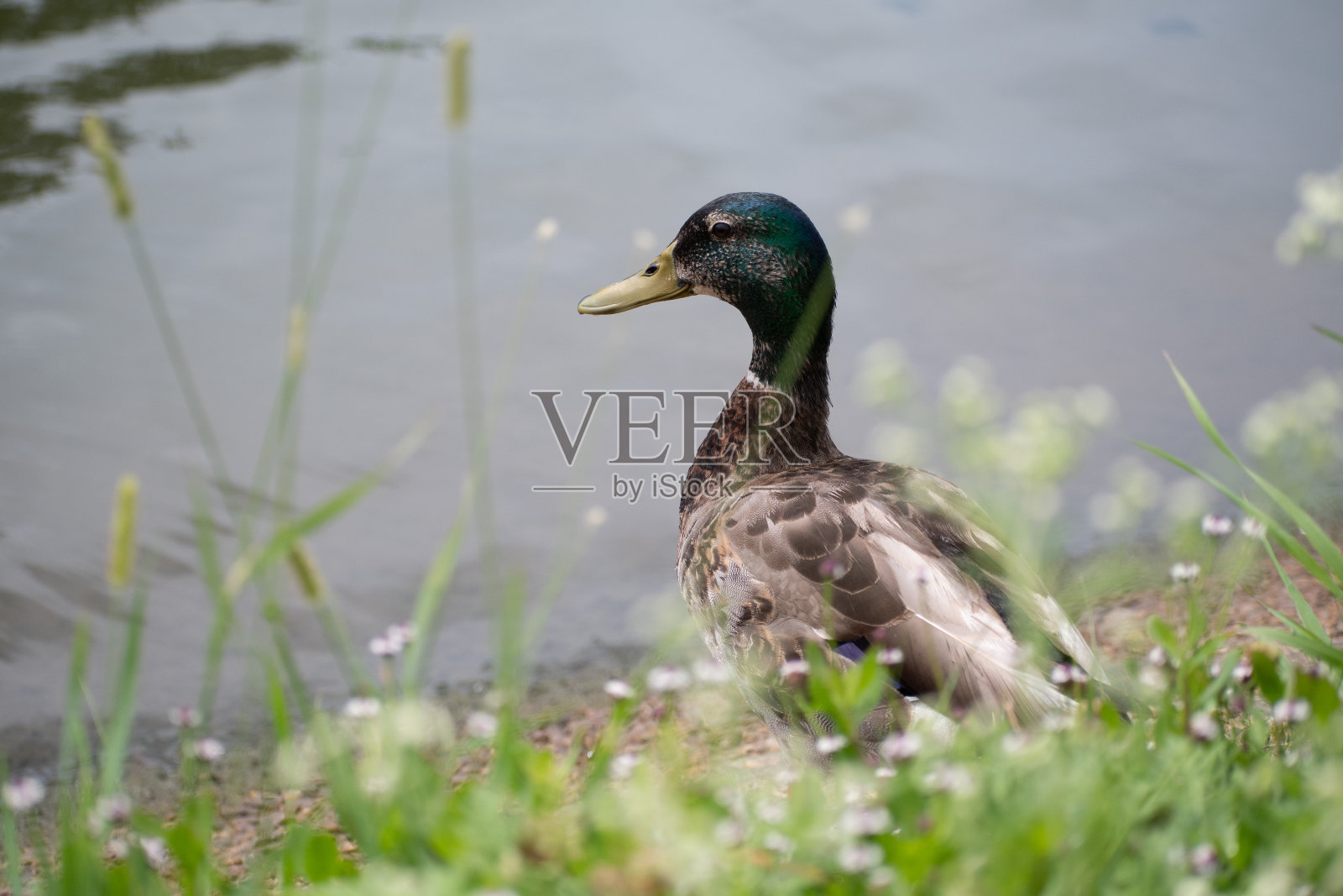 一只鸭子在水边的草丛里照片摄影图片