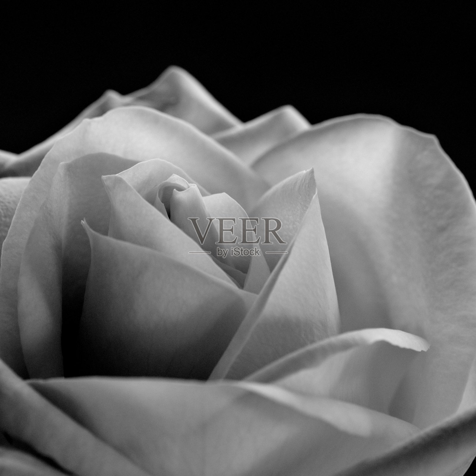 白玫瑰特写黑照片摄影图片
