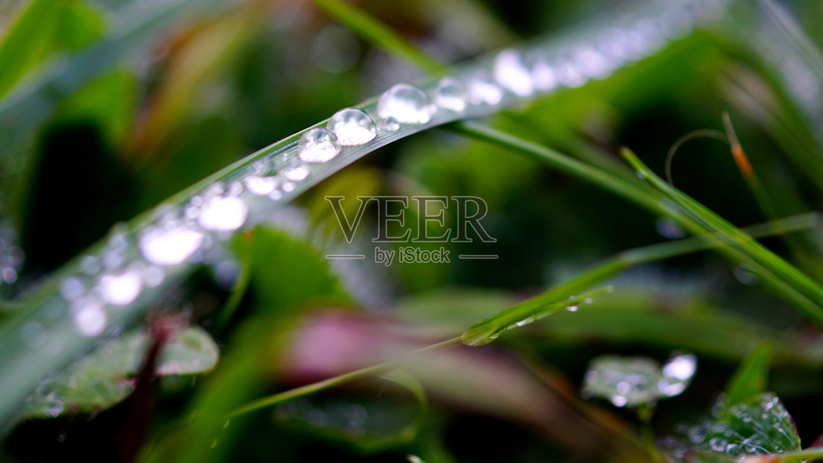 Dew-covered草照片摄影图片