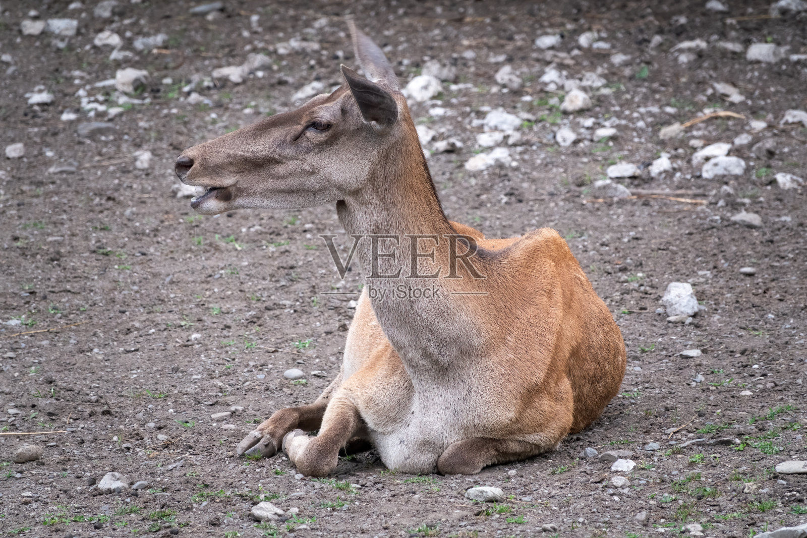 雌马鹿在地上休息。照片摄影图片