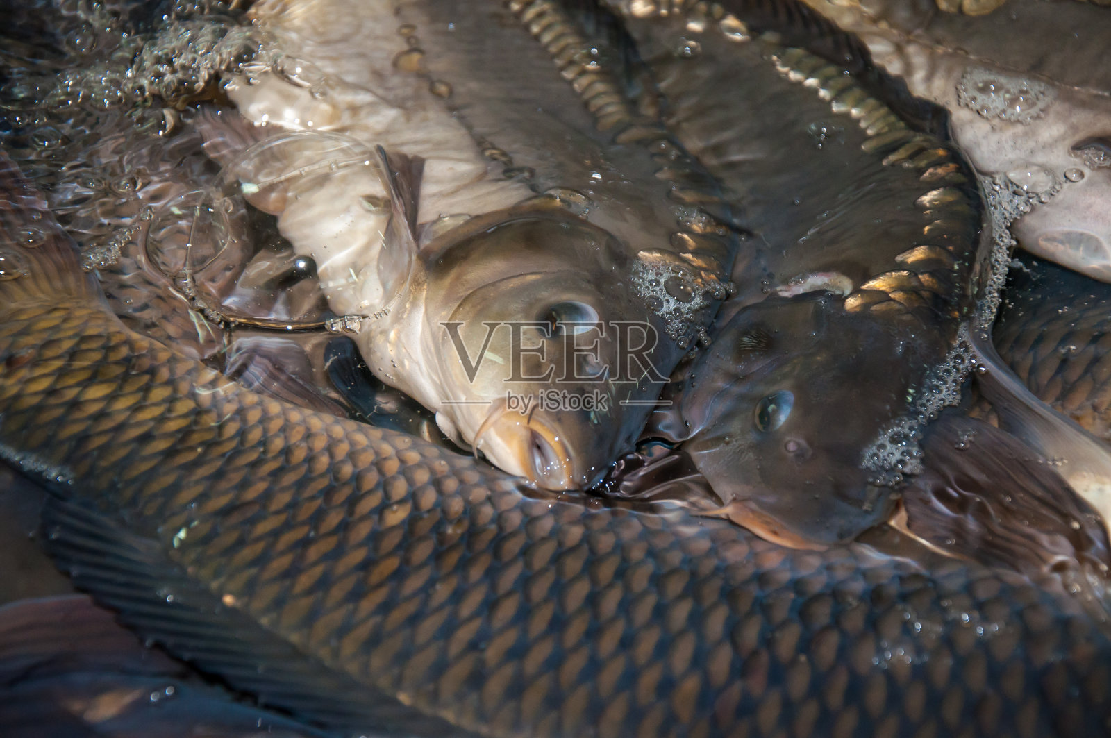 集市上出售的活鲤鱼照片摄影图片