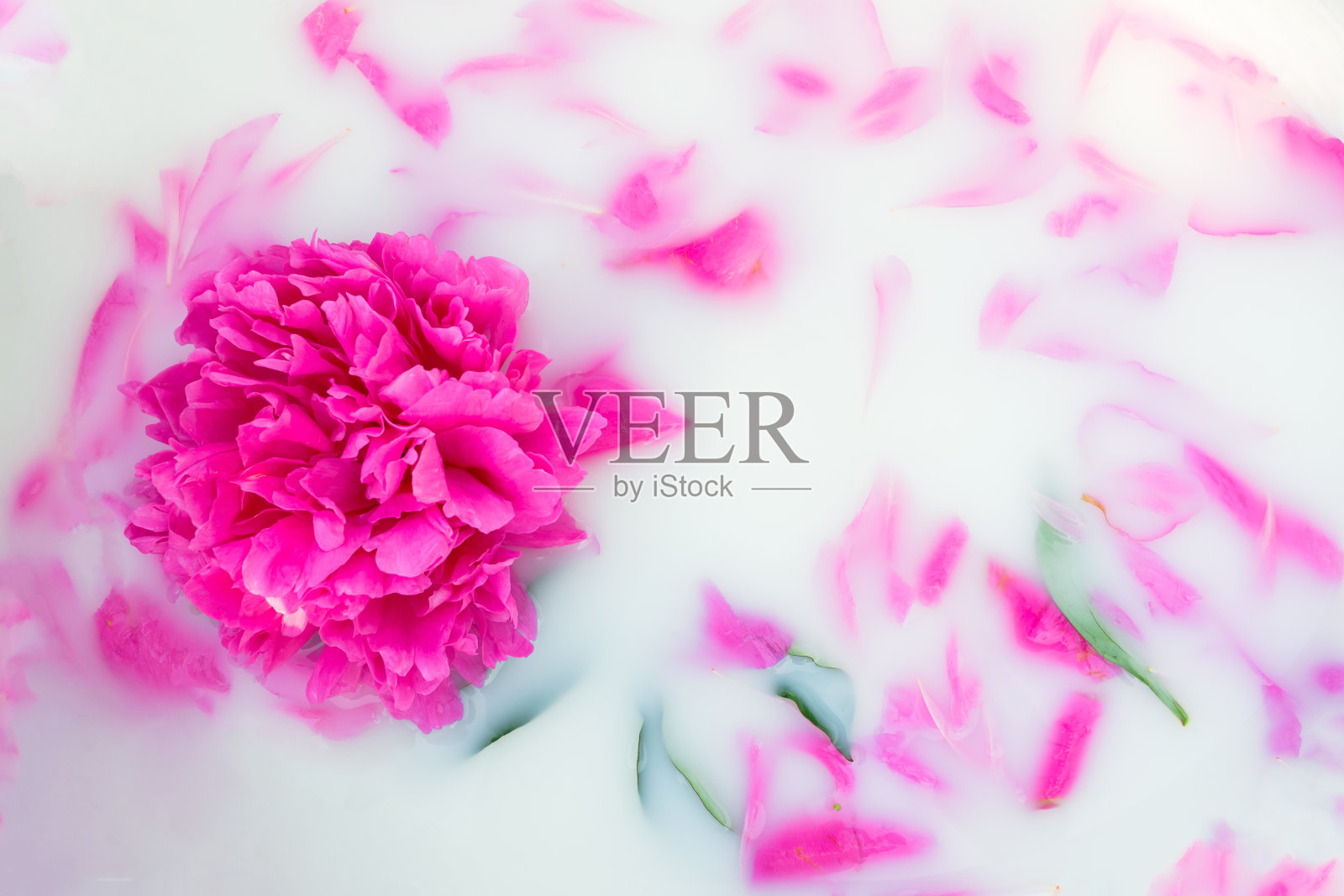 牛奶浴中的牡丹花瓣。照片摄影图片