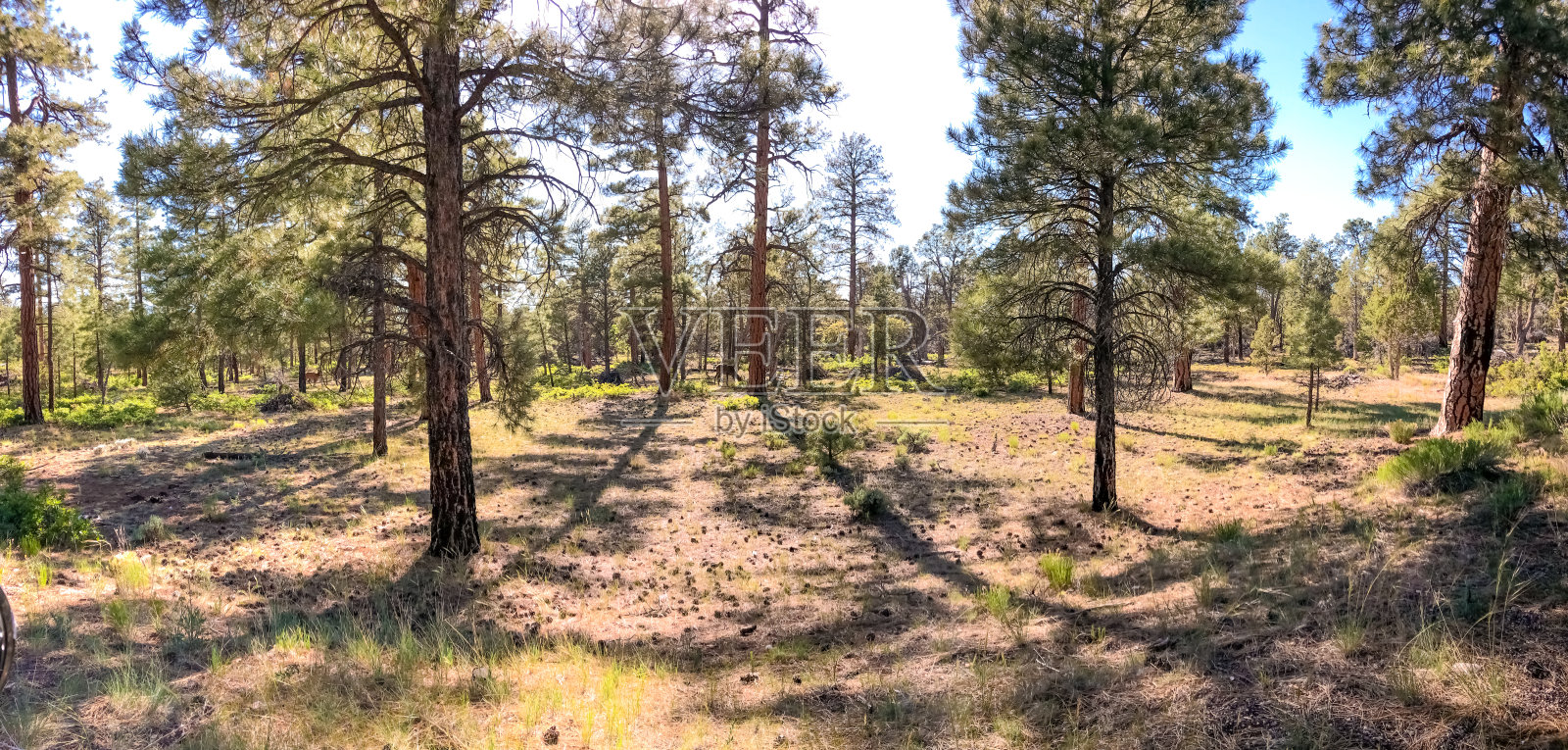 森林里的鹿照片摄影图片