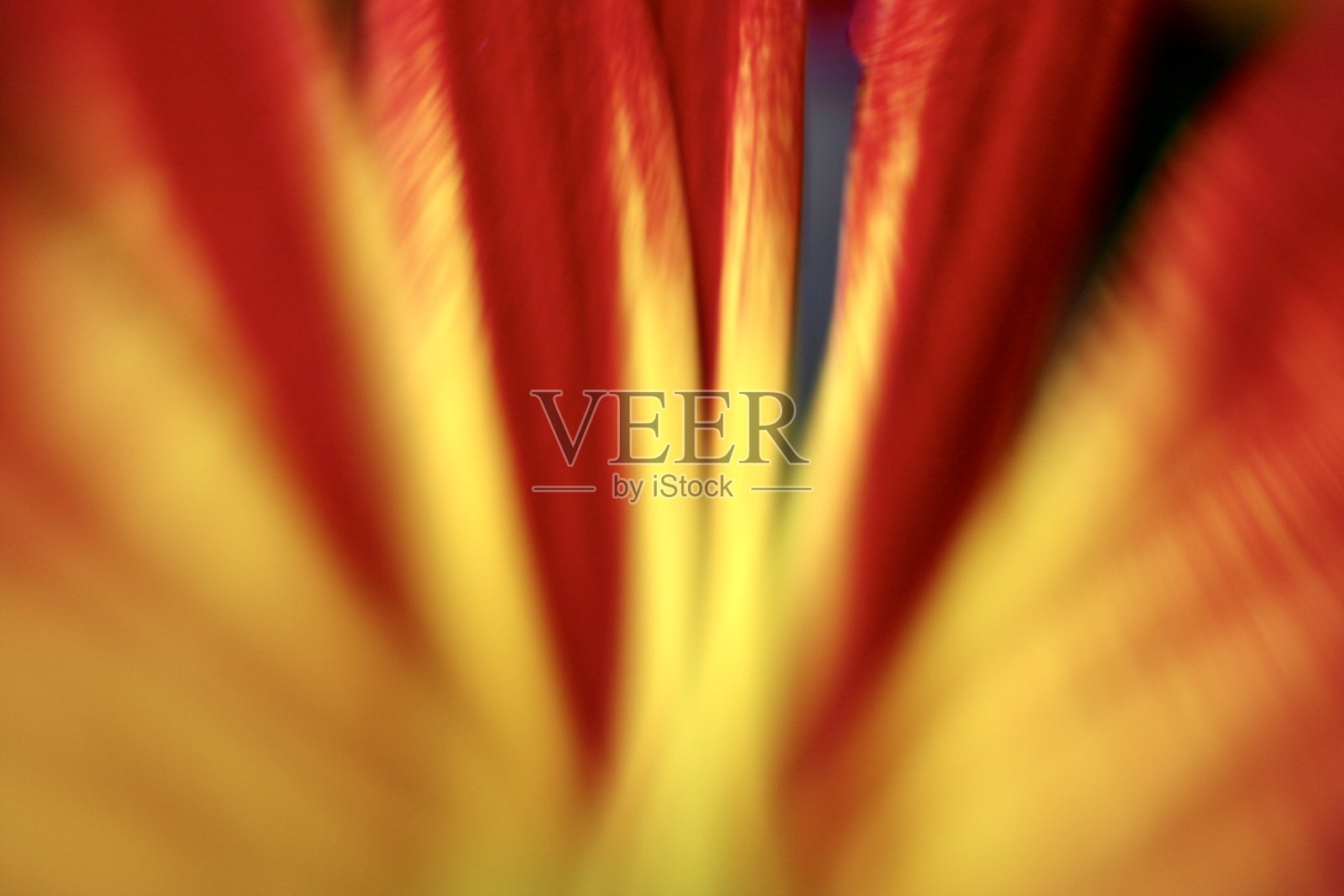 用选择聚焦技术绘制的花的抽象图照片摄影图片