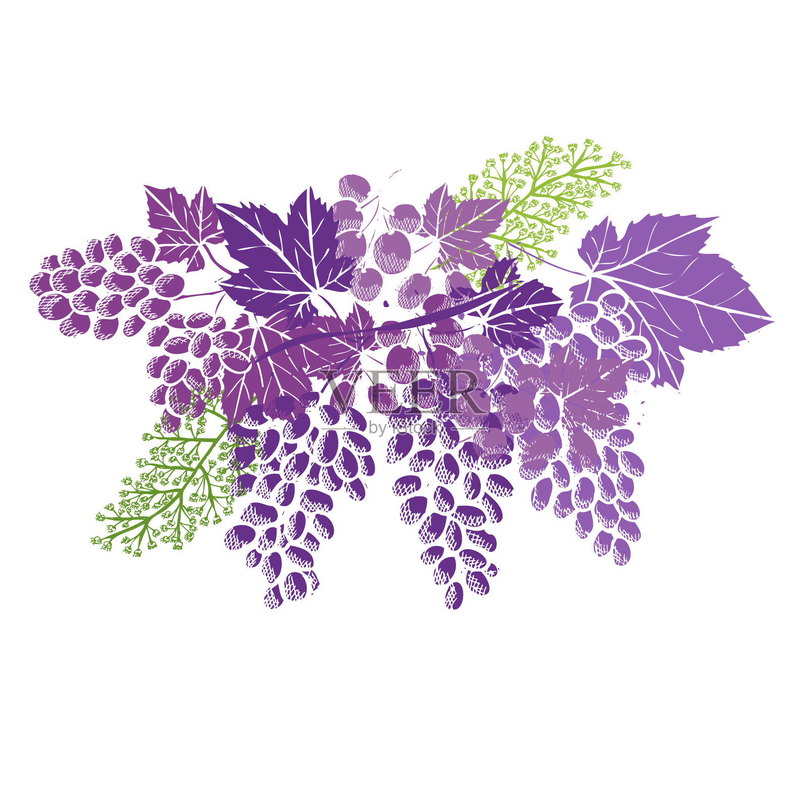 手绘的水果设计元素图片