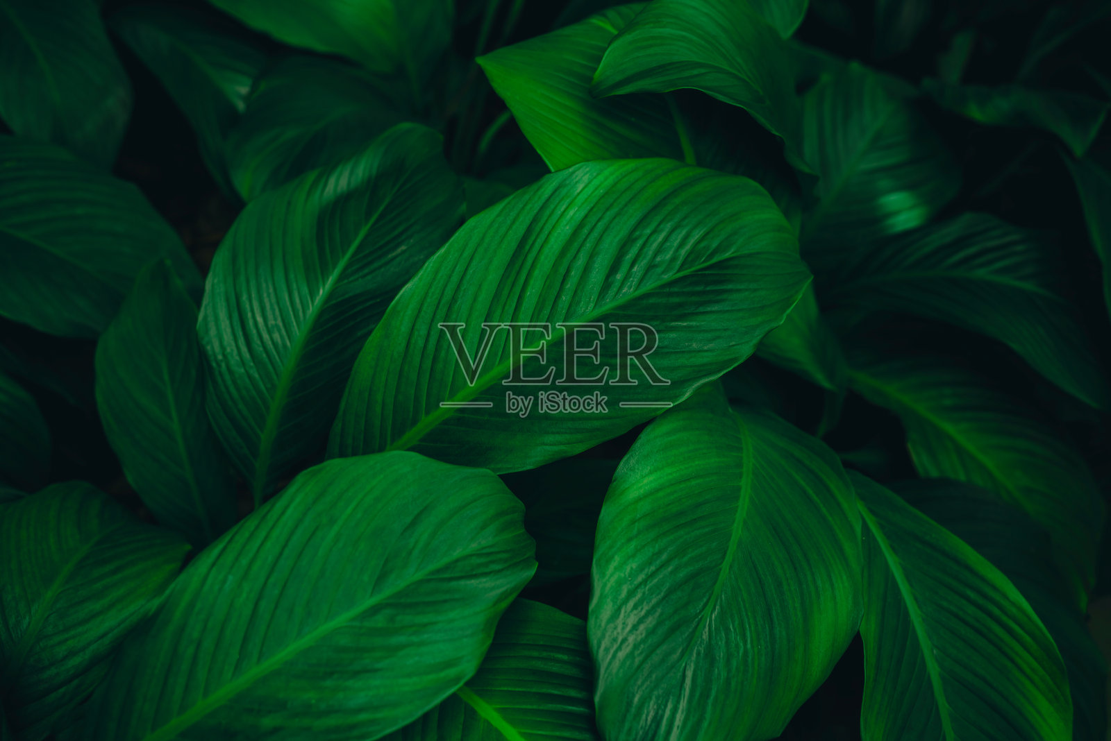 抽象绿叶纹理，自然背景，热带叶照片摄影图片