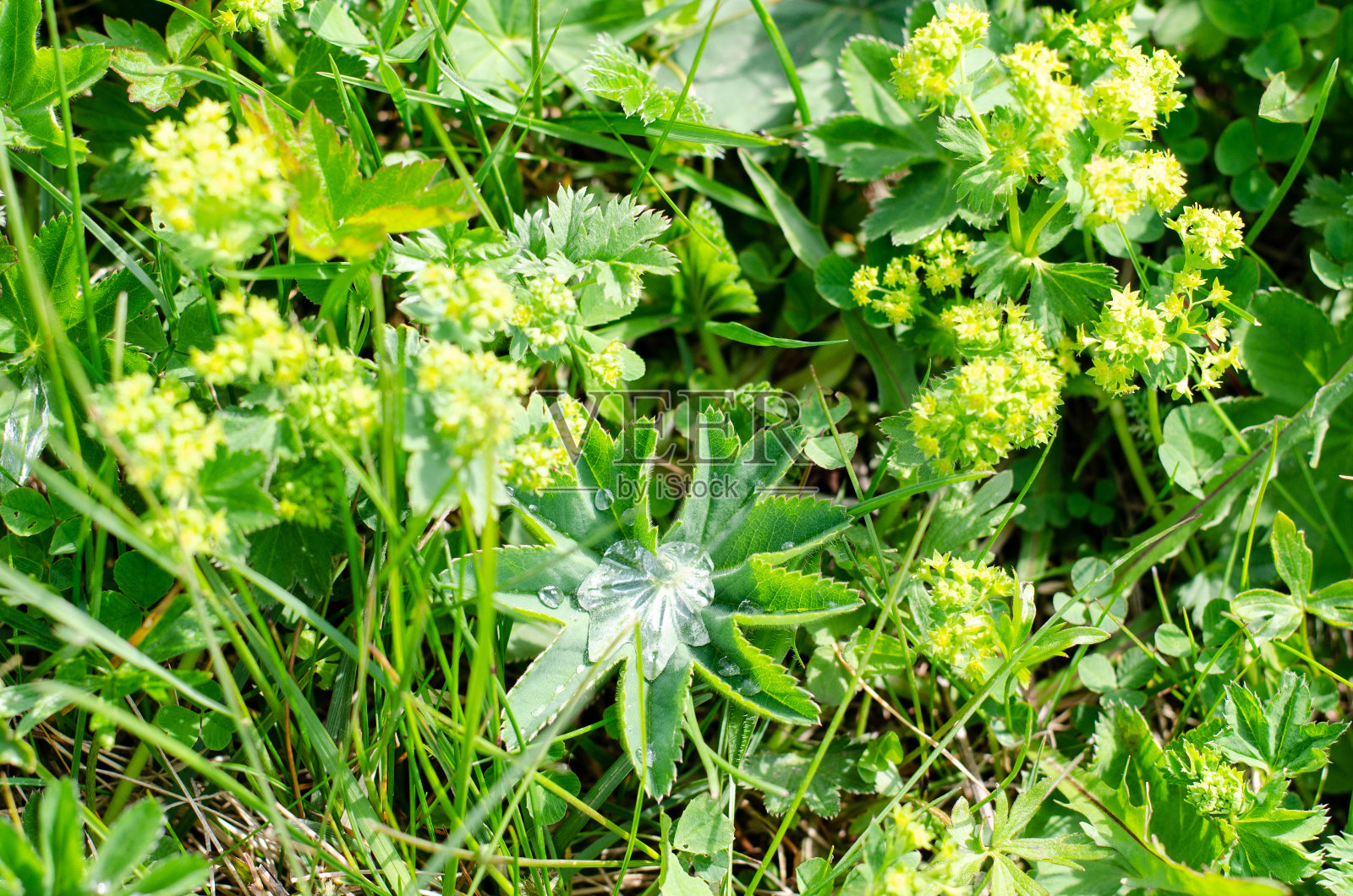 夏日草地上鲜花盛开，草叶上晨露晶莹。自然背景。照片摄影图片