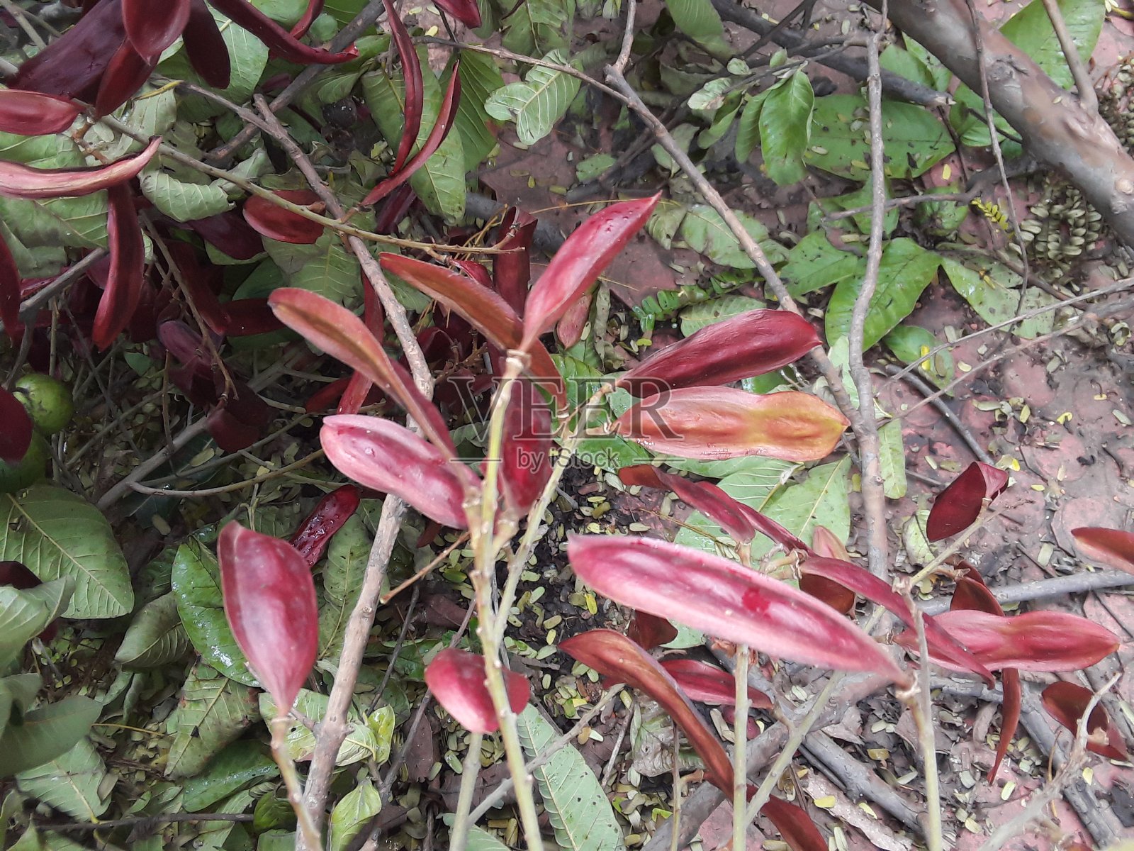 红色美丽的野生大覆盖种子照片摄影图片