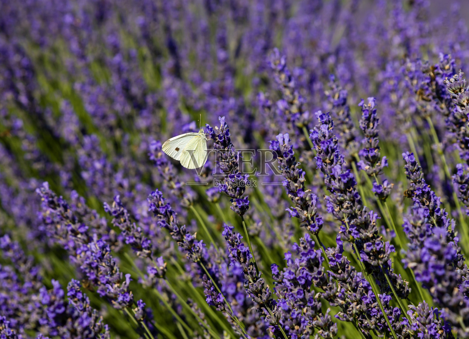 拉万德花照片摄影图片
