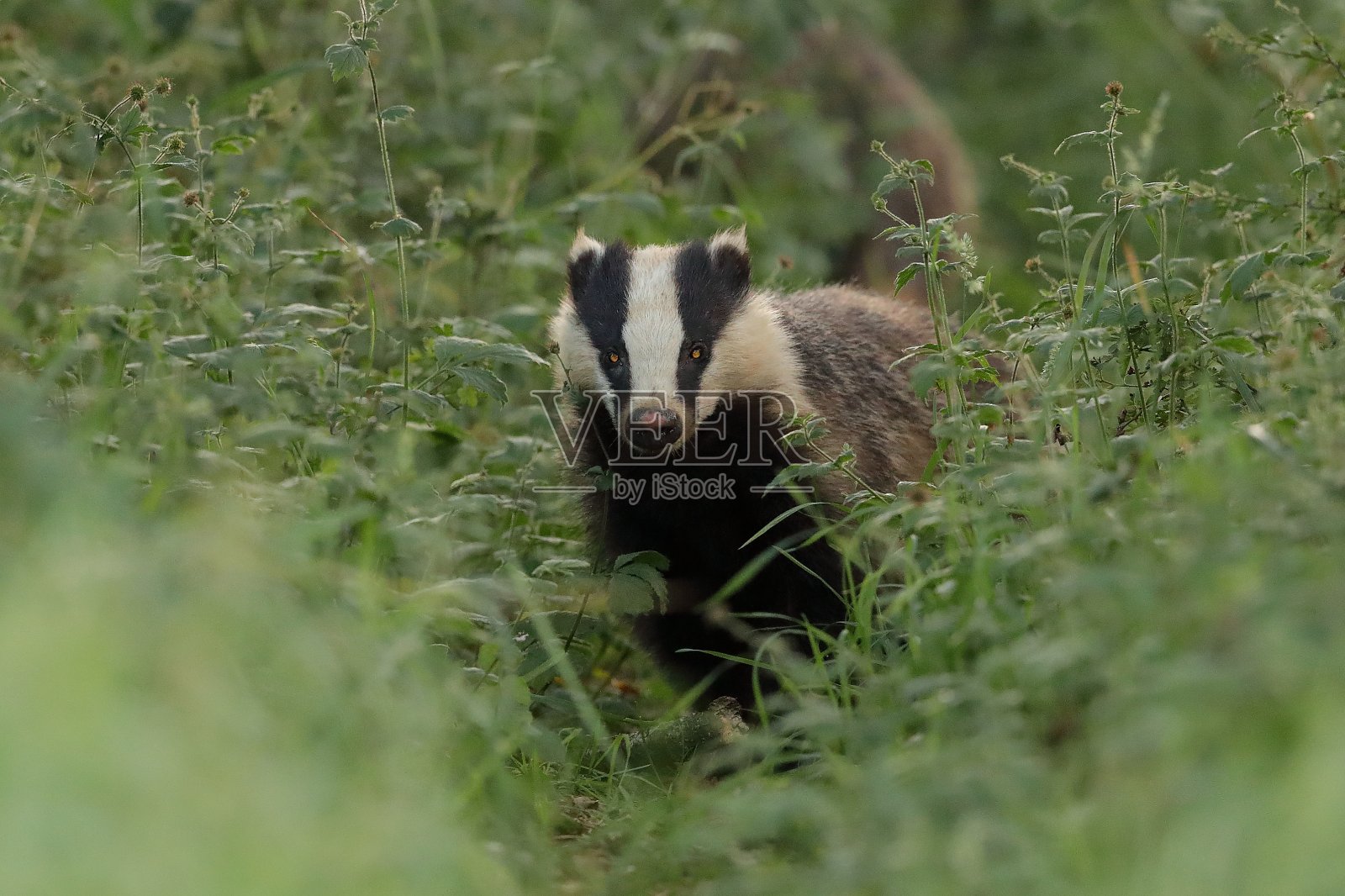 欧洲獾或欧亚獾照片摄影图片