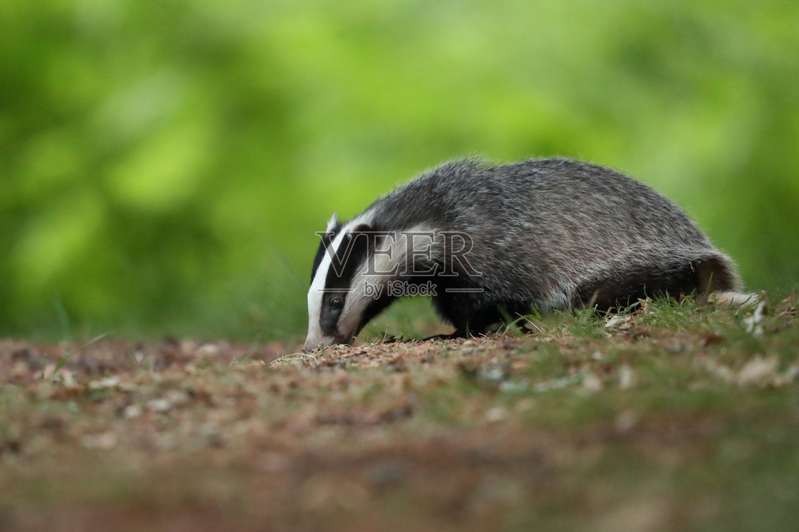 欧洲獾或欧亚獾照片摄影图片