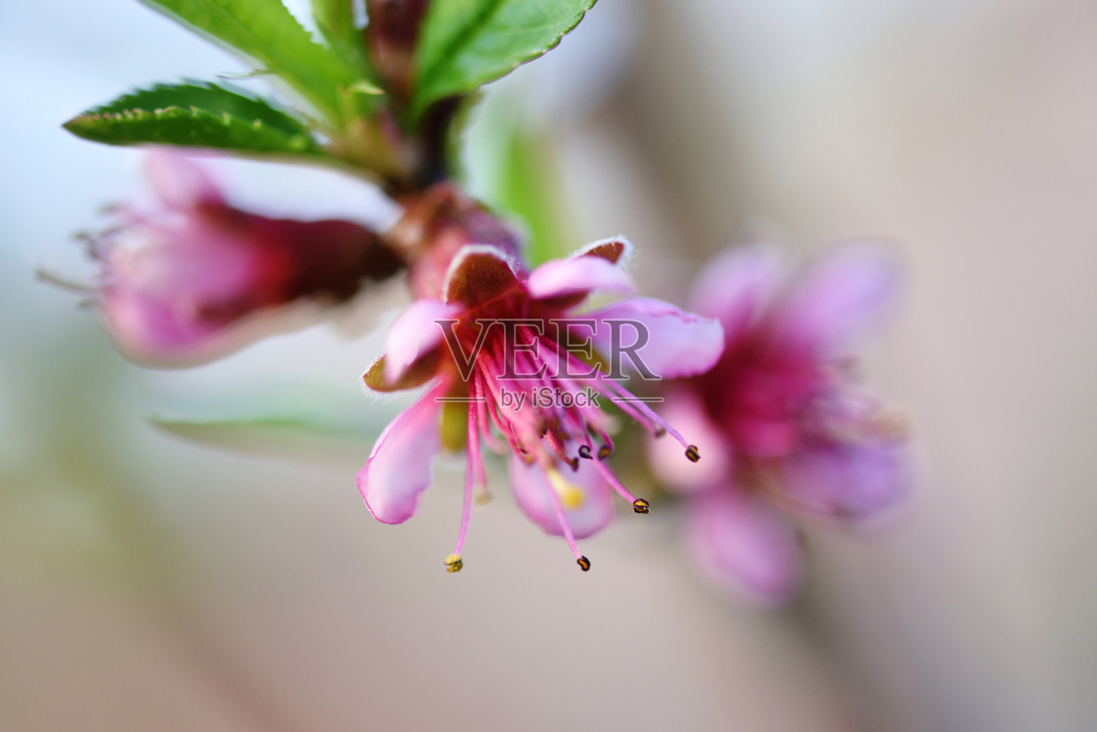 美丽盛开的桃花照片摄影图片