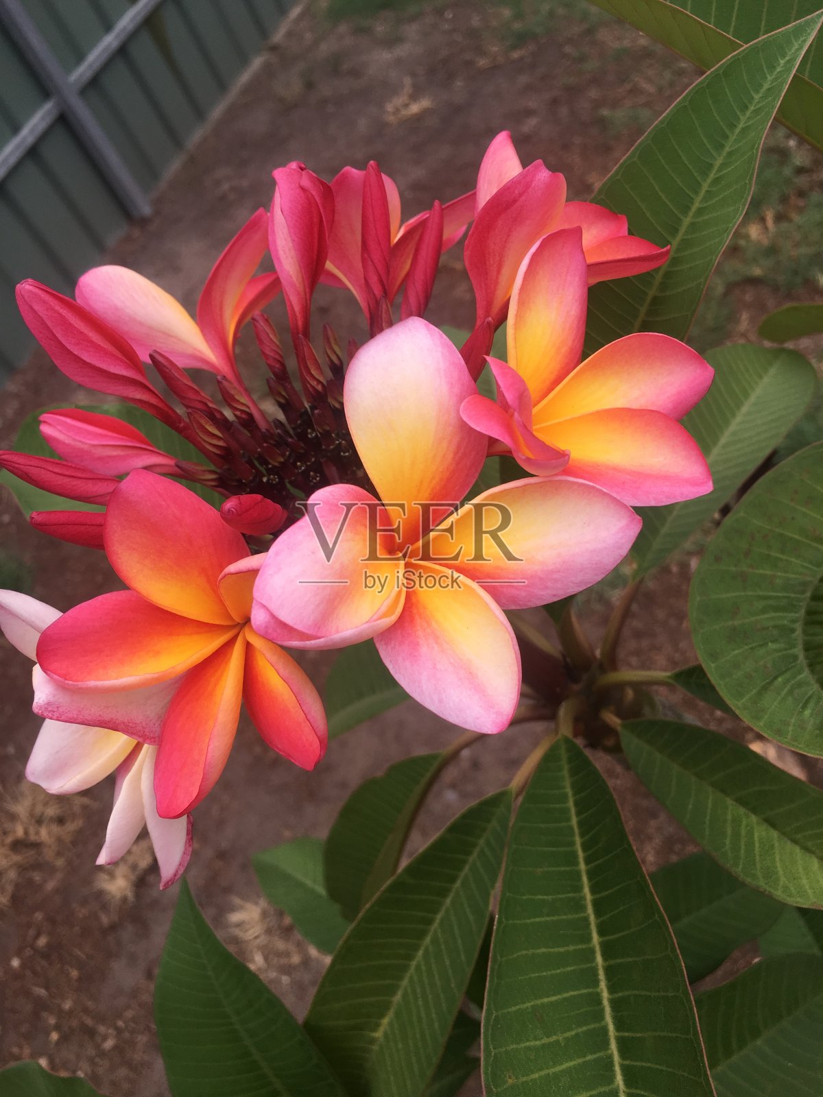 鸡蛋花照片摄影图片