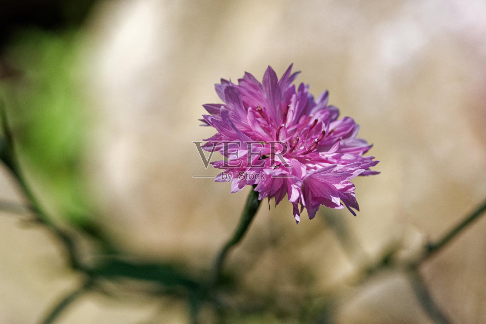 学士按钮照片摄影图片