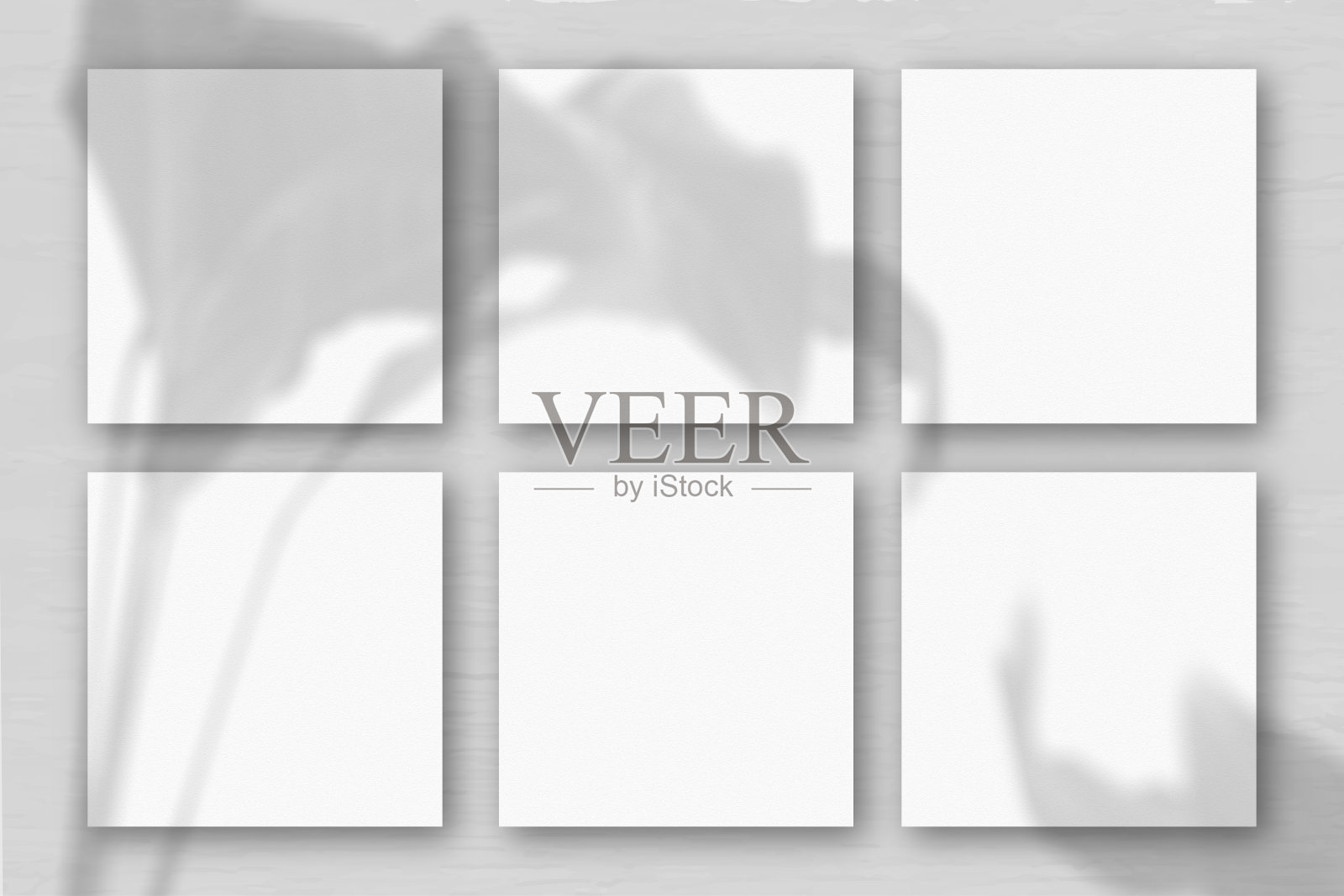 灰色墙壁背景上6张方形的白色纹理纸。模型覆盖的植物阴影。自然光在外来植物上投下阴影。平躺，俯视图插画图片素材